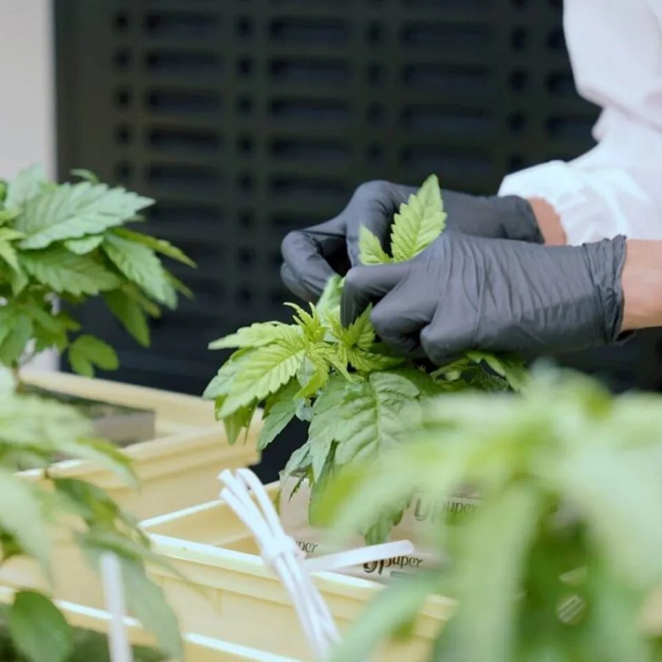 Brand consultation reviewing genetics portfolio and cannabinoid bands with partner