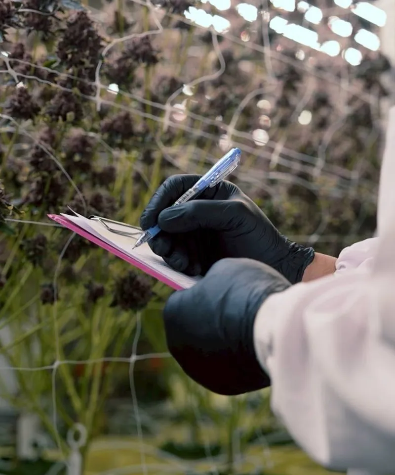 Preview of a medical cannabis Certificate of Analysis and product specification