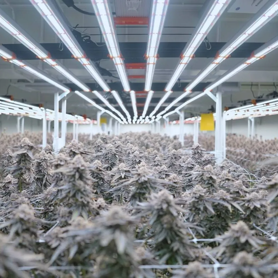 Indoor medical cannabis cultivation room at Elephant Cann in Thailand