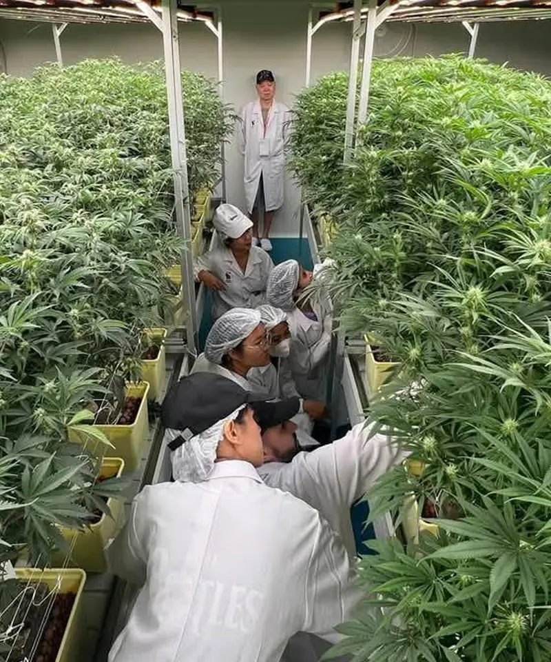 Controlled drying and curing room for medical cannabis flower