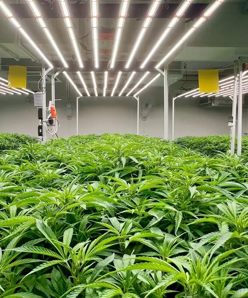 Vegetative room for mother plants and medical cannabis clones