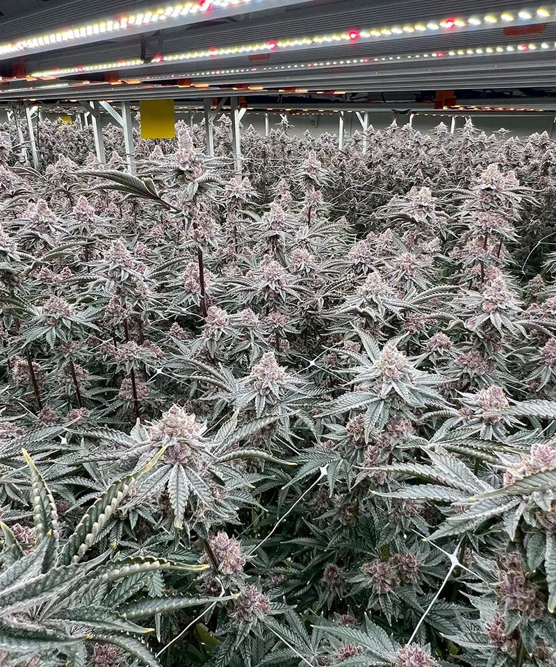 Mature flowering canopy at harvest window