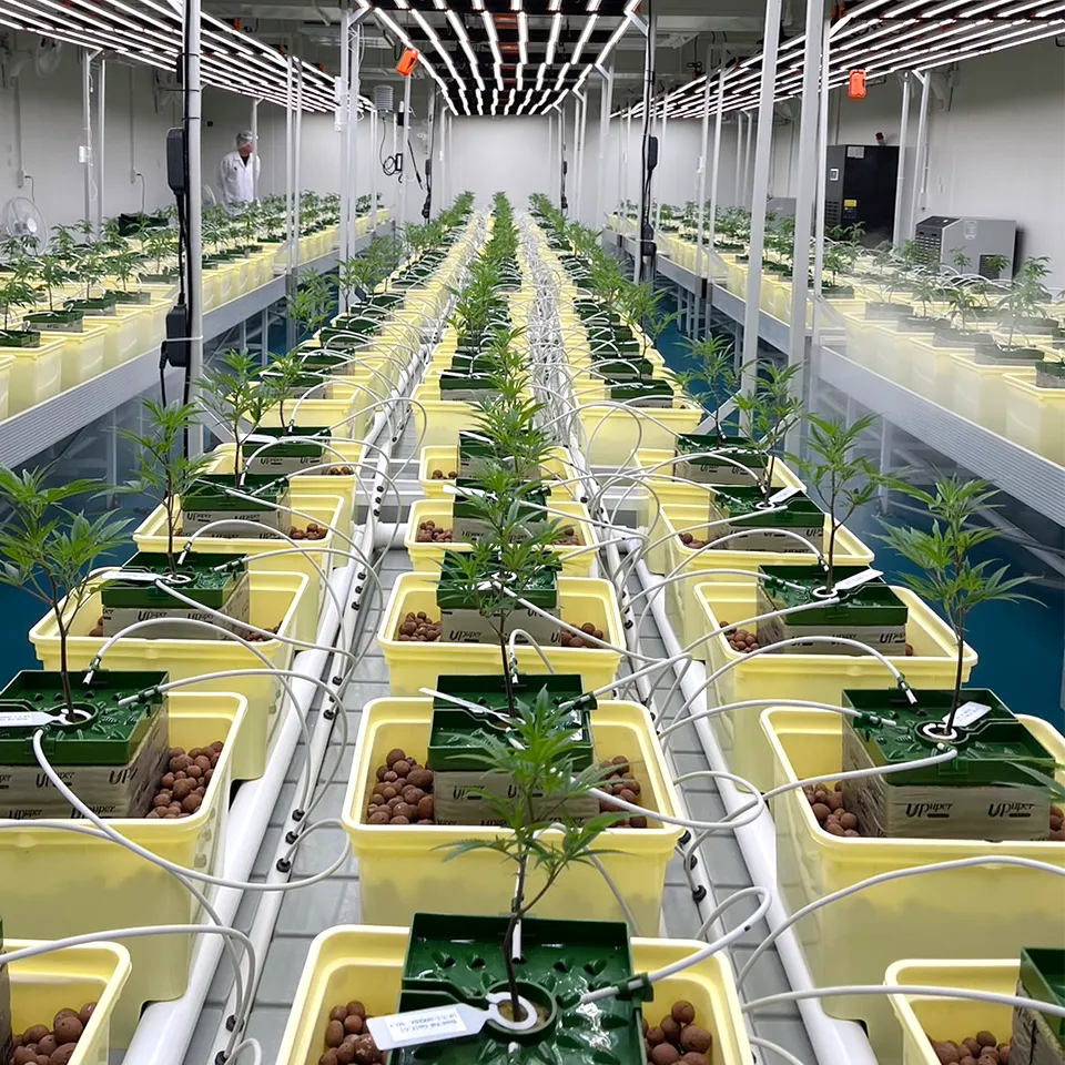 LED-lit indoor medical cannabis flowering room with controlled environment