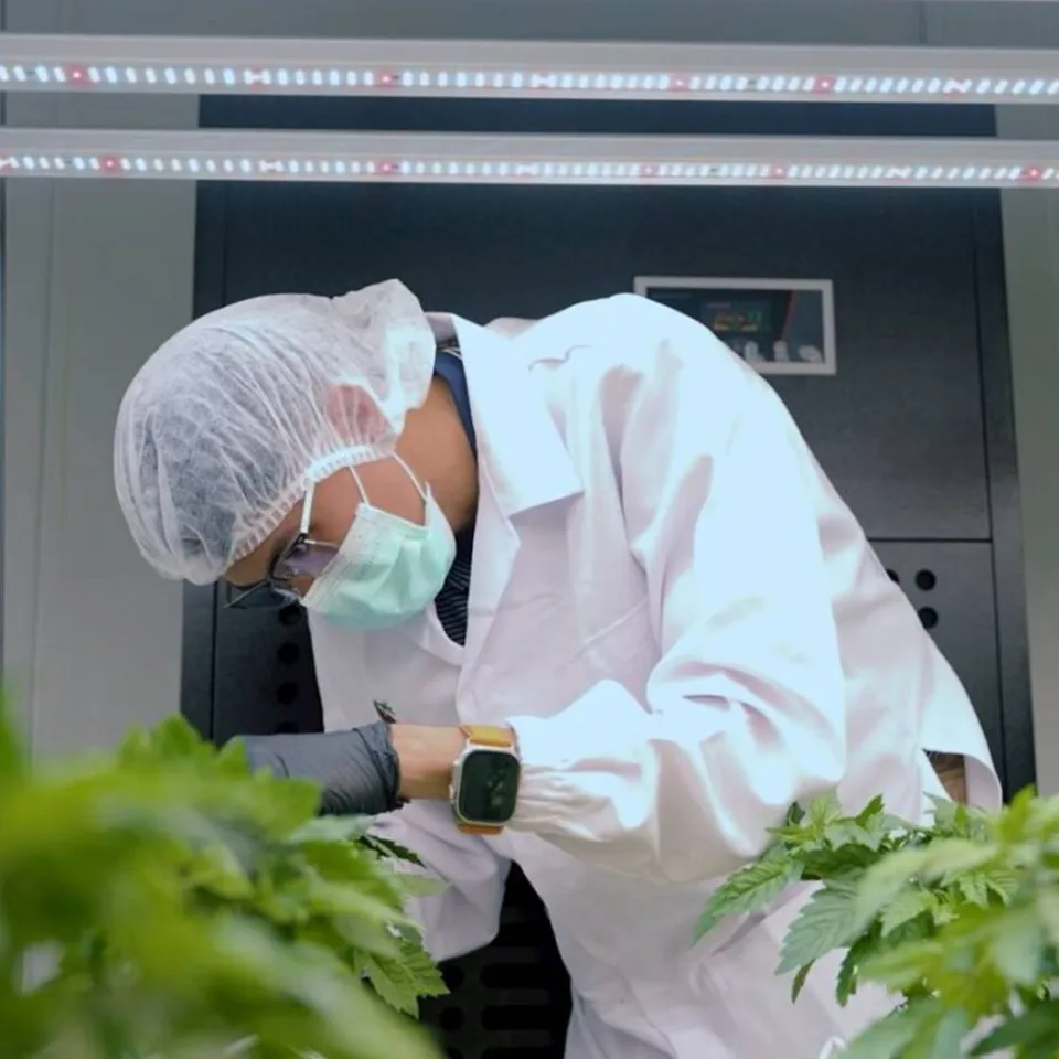 Laboratory release testing with chromatography equipment for cannabinoid analysis