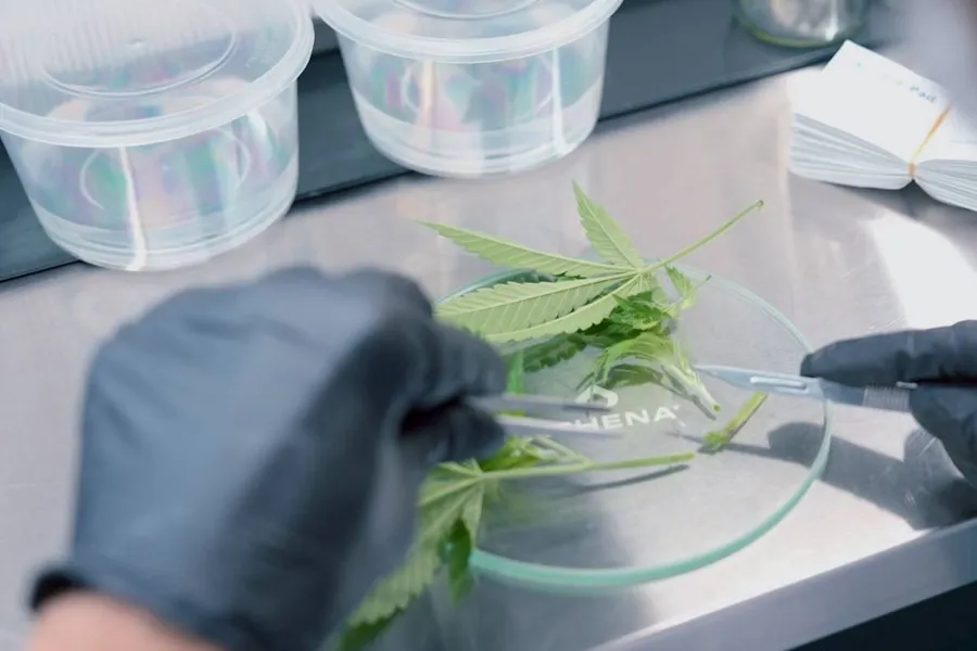 Laboratory testing for medical cannabis batch release