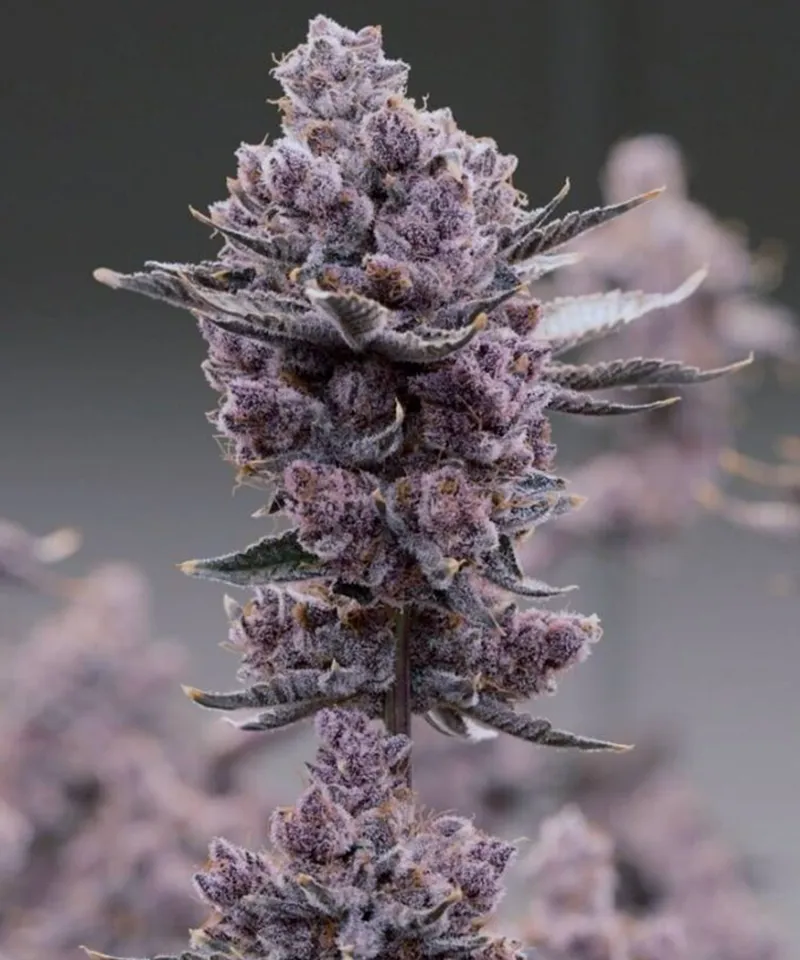 Pharmacy-oriented medical cannabis flower quality for licensed channels