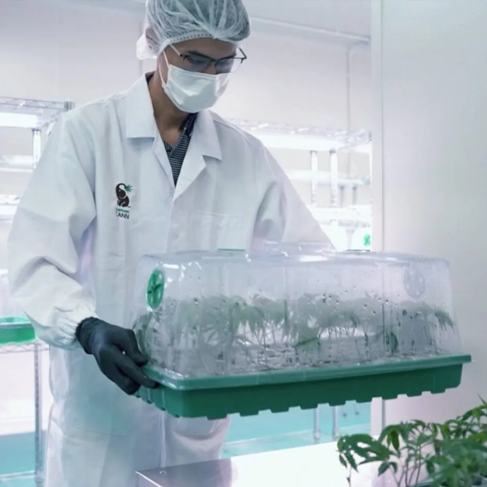 Quality control chain in medical cannabis production — from cultivation parameters to laboratory release testing