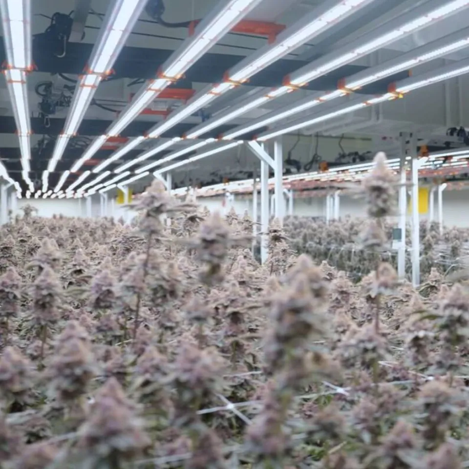 Indoor cannabis cultivation in a fully sealed Thailand facility — no greenhouse, no outdoor