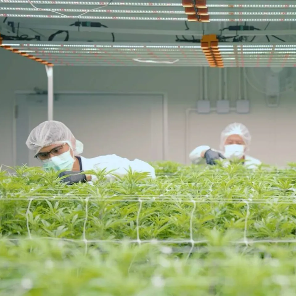 Partner brand artwork being applied to medical cannabis product packaging