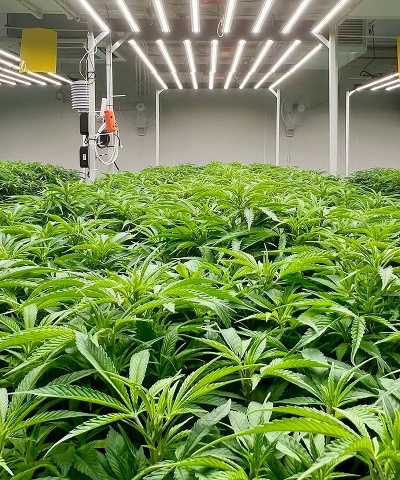 Wholesale medical cannabis flower prepared for licensed B2B buyers
