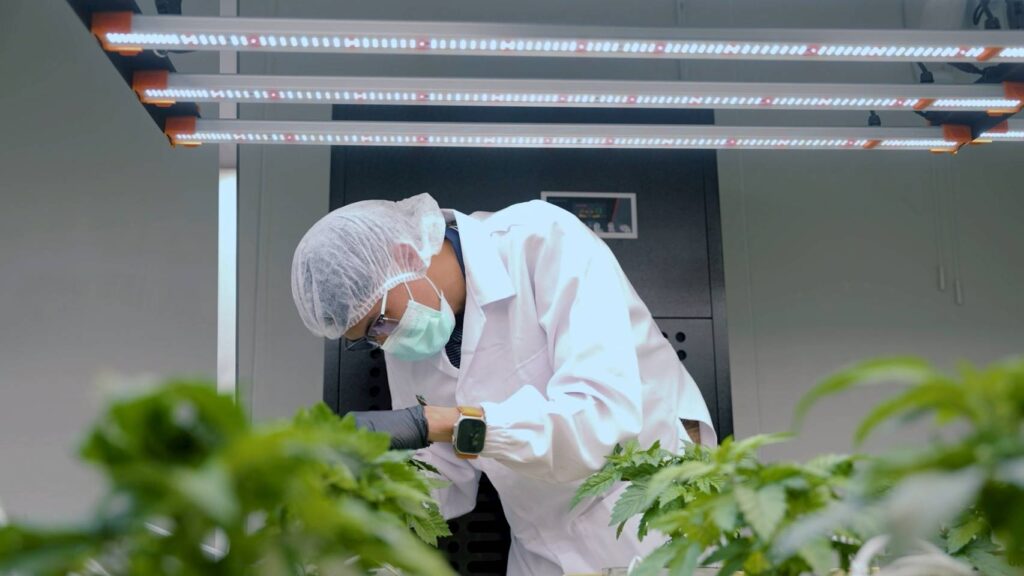 GACP vs. GMP in Cannabis Production