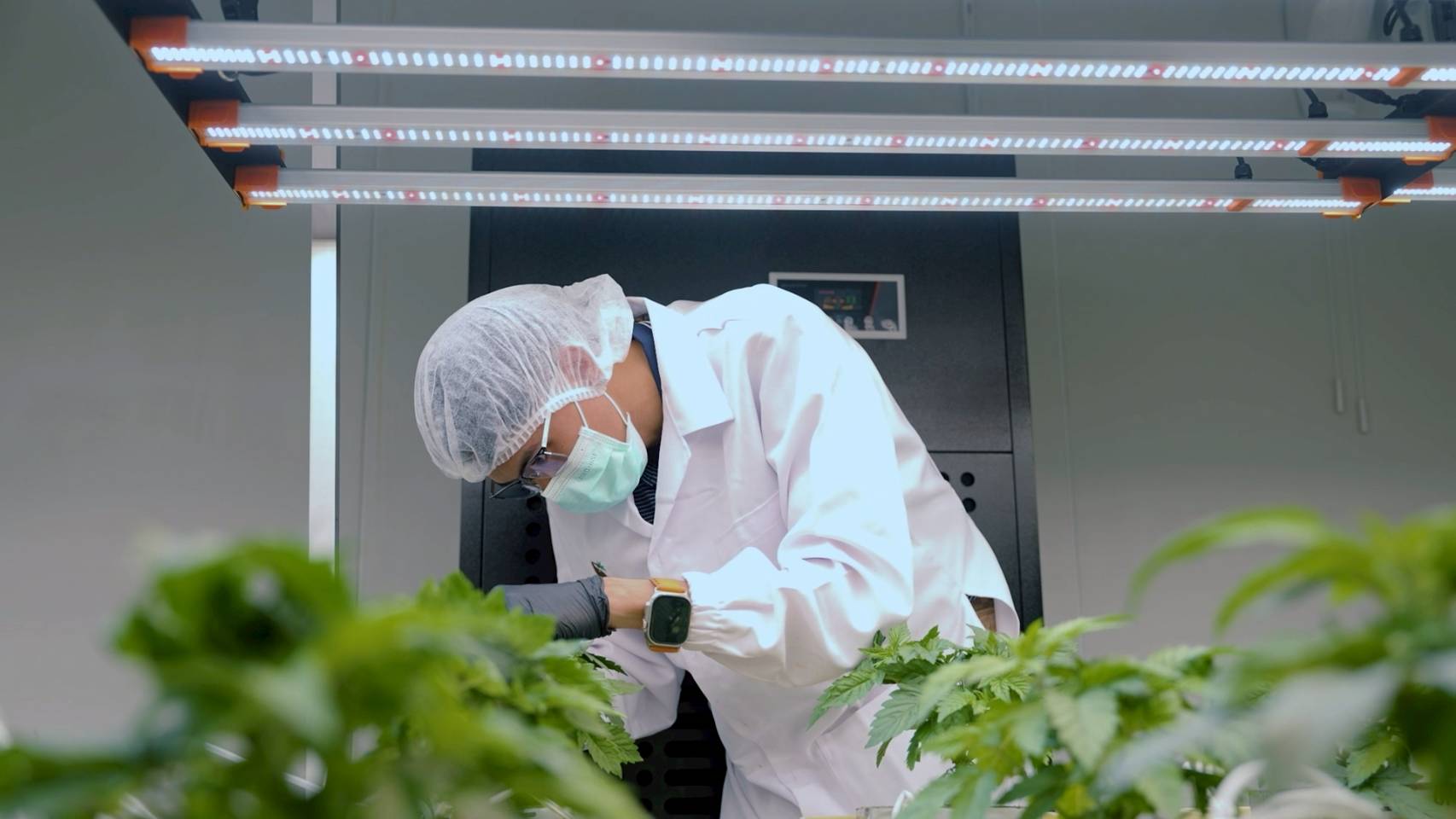 GACP vs. GMP in Cannabis Production