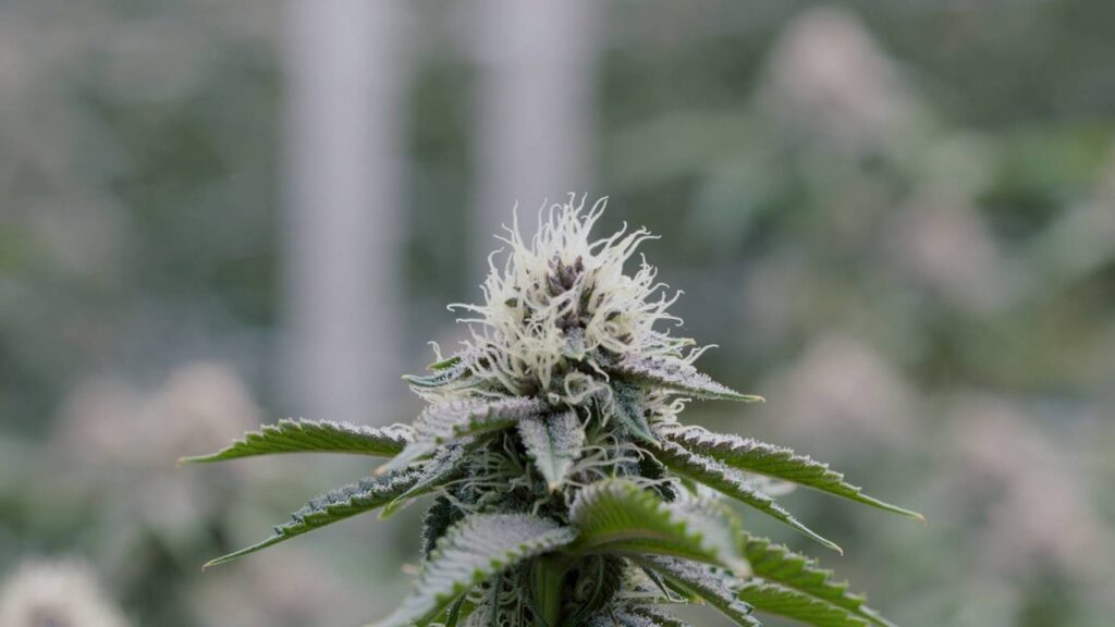 Resinous trichomes where cannabinoids and terpenes are synthesized.
