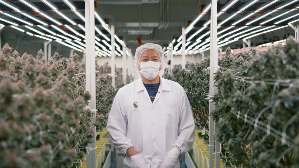 Thailand Medical Cannabis Export