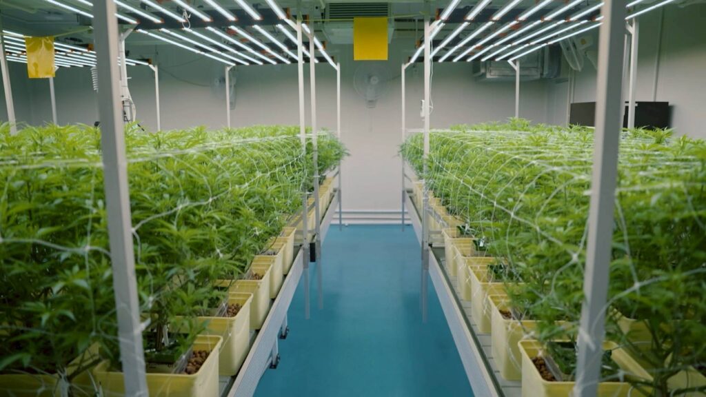 Future of Medical Cannabis