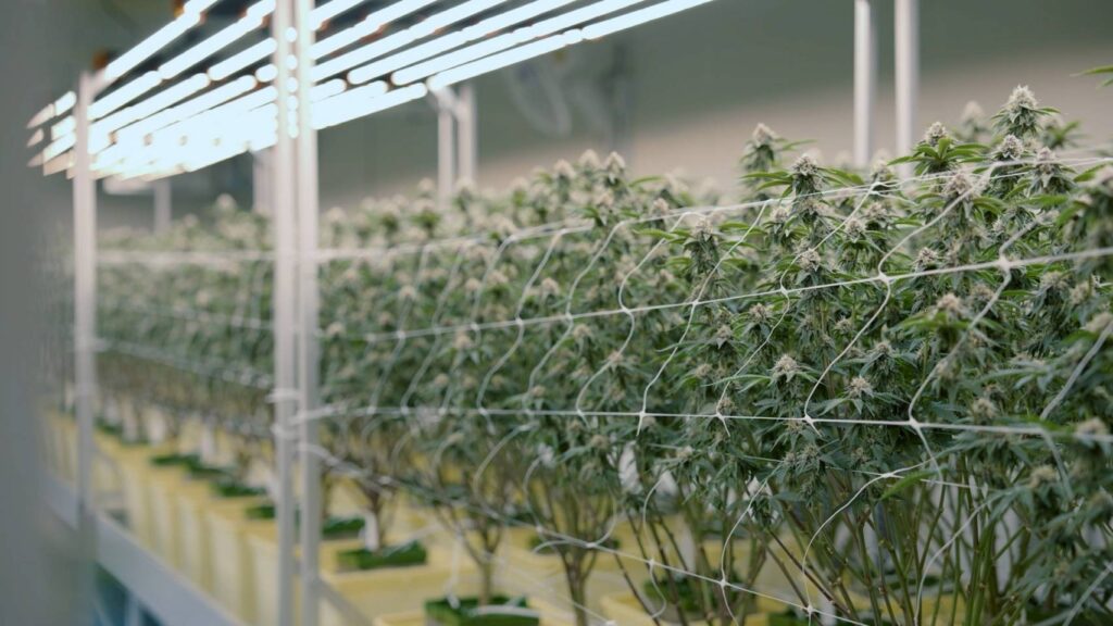 Medical Cannabis