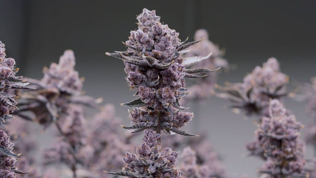 Medical Cannabis Export