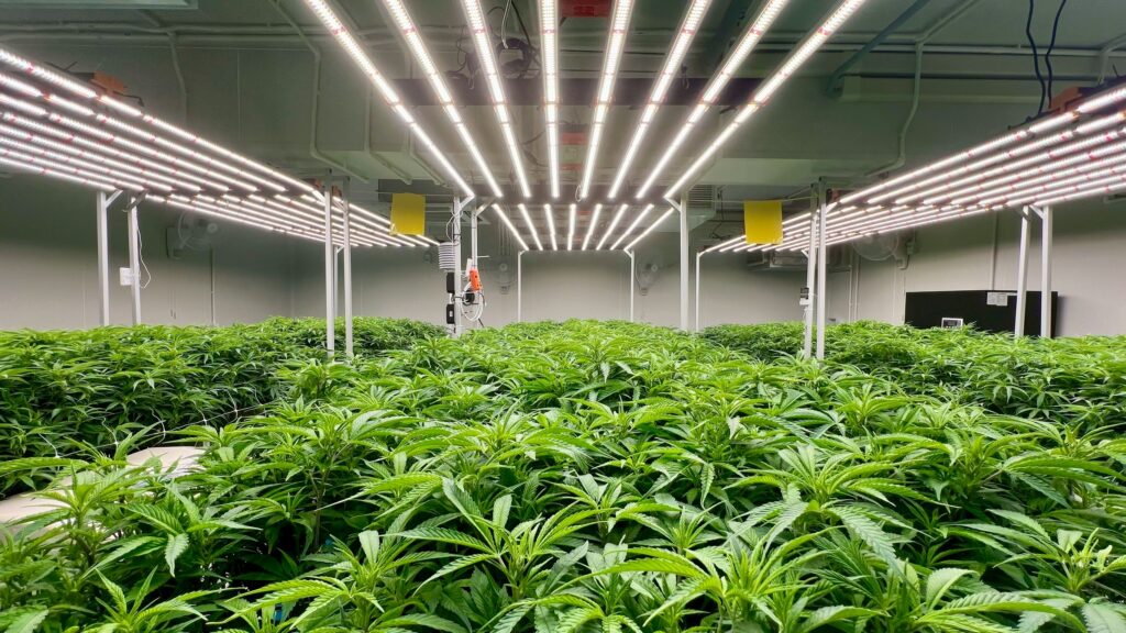 Industrial indoor facility optimizing environmental controls for strain consistency.