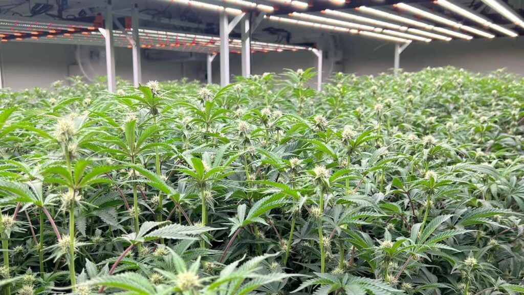 Medical Cannabis Wholesale